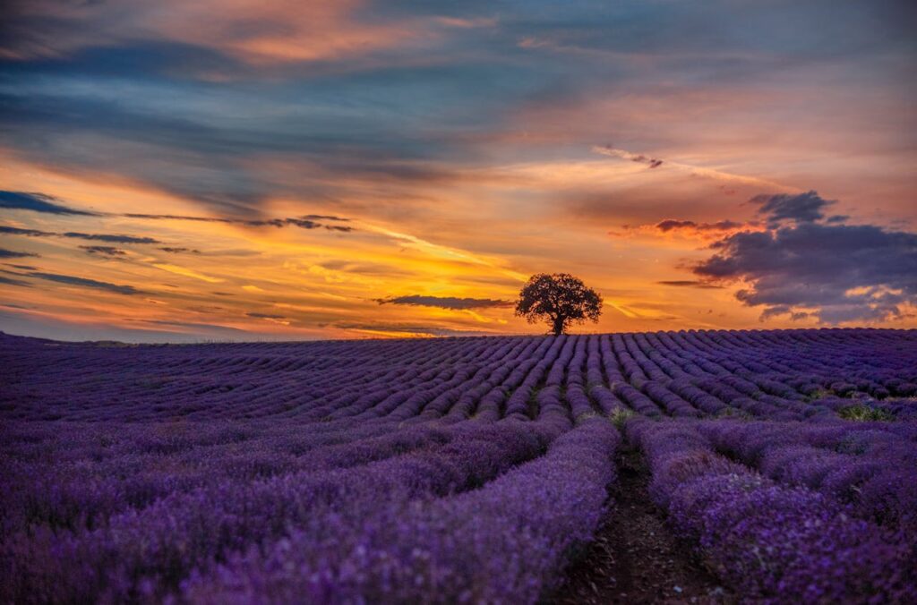 lavendel